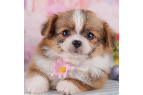 成約済の千葉県のミックス犬-368600の5枚目